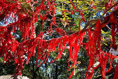 猫咪模拟器《模拟猫咪：农场动物》上架Steam